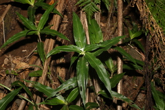 Pollia crispata