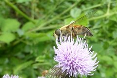 Eristalis similis