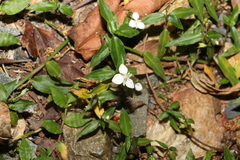 Aneilema biflorum