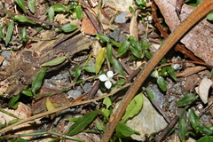 Aneilema biflorum