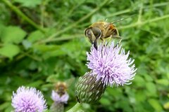 Eristalis similis