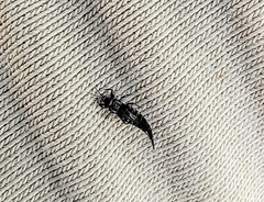 Phlaeothripidae