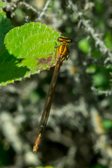Pseudagrion furcigerum