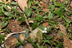 Aneilema biflorum