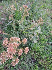 Aeonium haworthii