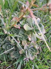 Aeonium haworthii
