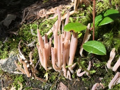Alloclavaria purpurea