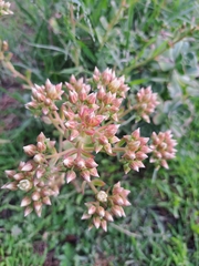 Aeonium haworthii