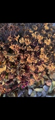 Azolla microphylla