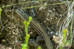 Tropidosaura gularis