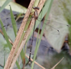 Lestes dorothea