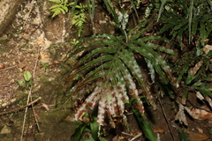 Pteris umbrosa