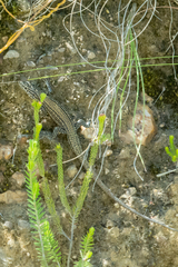 Tropidosaura gularis