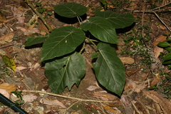 Solanum betaceum