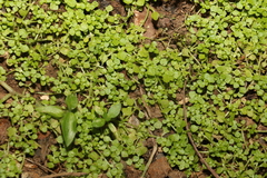 Callitriche muelleri