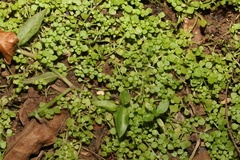 Callitriche muelleri