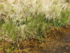 Juncus acutiflorus