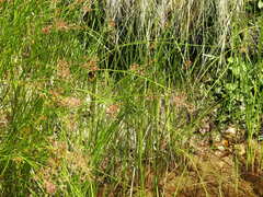 Juncus acutiflorus