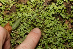 Callitriche muelleri