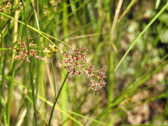Juncus acutiflorus