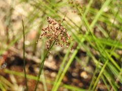 Juncus acutiflorus
