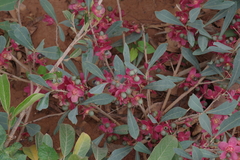 Ochna