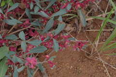 Ochna