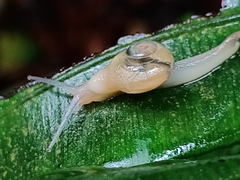 Helicarion perfragilis