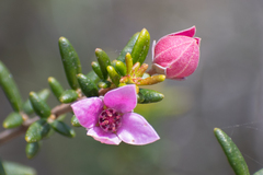Boronia ledifolia