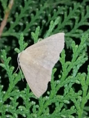 Lepidoptera