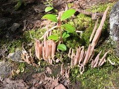 Alloclavaria purpurea