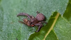 Pycnaxis