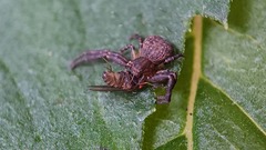 Pycnaxis