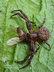 Pycnaxis