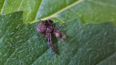 Pycnaxis