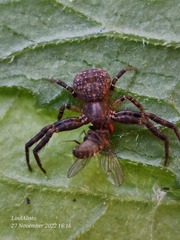 Pycnaxis