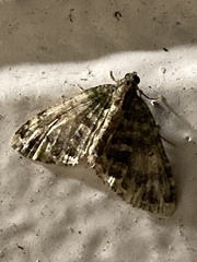 Austrocidaria similata