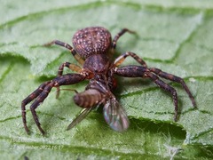 Pycnaxis