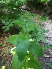 Scrophularia scopolii