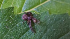 Pycnaxis