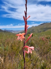 Watsonia fourcadei