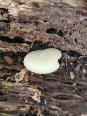 Crepidotus nyssicola