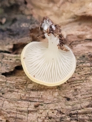 Crepidotus nyssicola
