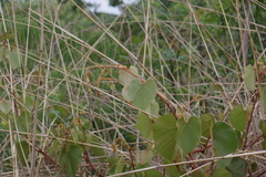 Magnoliopsida