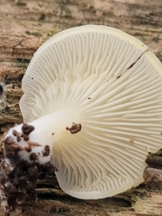 Crepidotus nyssicola