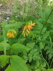 Lathyrus aureus