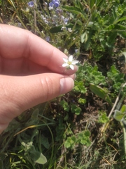 Minuartia hirsuta