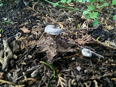 Geastrum striatum