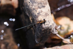 Austroargiolestes amabilis