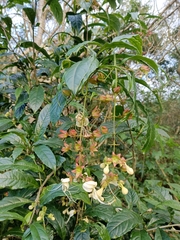 Clerodendrum laevifolium